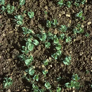 Seedlings: Pea (Pisum sativum) seedlings