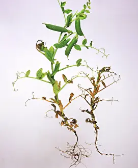 Pisum: Pea plant with Black Root Rot