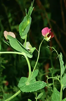 Peas: Pea Plant - in flower
