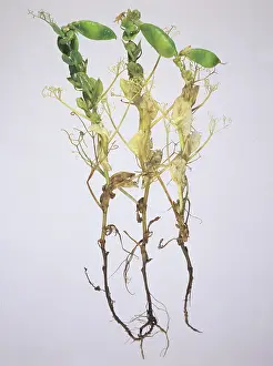 Pisum: Pea Plant with Footrot