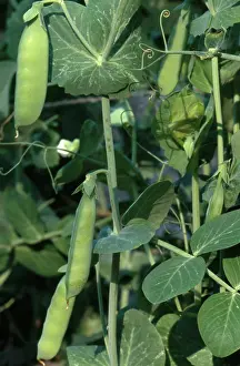 Peas: Pea Plant with Pods