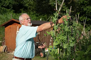 Pick: Pea, Purple podded