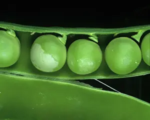 Peas: Pea thrips damage to peas