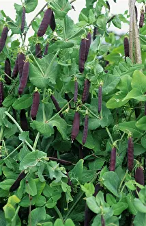 Peas: Pea vines with purple pods