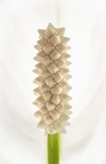 Erotic: Peace lily