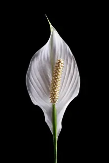 Spathiphyllum: Peace lily, Spathiphyllum wallisii, Front view of