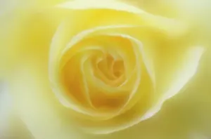 Favourite: Peace rose, Rosa Peace, close up with a dreamy soft focus