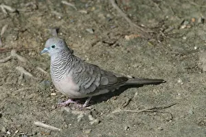 Geopelia: Peaceful Dove