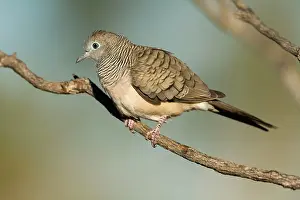 Geopelia: Peaceful Dove