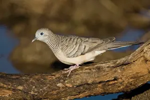 Geopelia: Peaceful Dove
