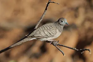 Geopelia: Peaceful Dove