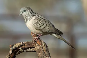 Geopelia: Peaceful Dove