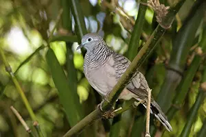 Striata: Peaceful Dove