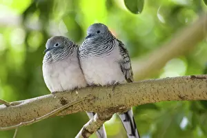 Striata: Peaceful Dove