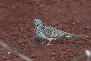 Geopelia: Peaceful Dove - Approaching a pool to drink at dawn