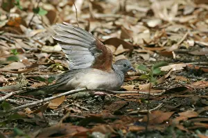 Geopelia: Peaceful Dove - Bathing in sprinkler spray
