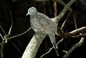 Doves: Peaceful Dove on a branch