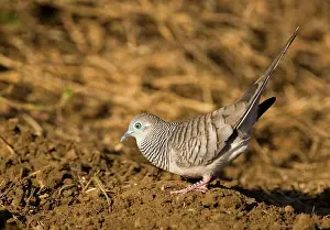 Geopelia: Peaceful Dove - displaying