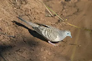 Striata: Peaceful Dove - At drinking pool