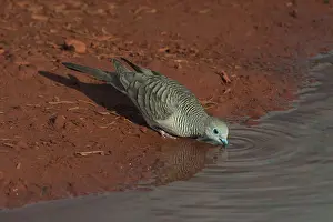 Geopelia: Peaceful Dove - drinking at a pool at dawn