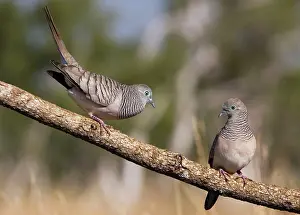 Geopelia: Peaceful Dove - male displaying to female