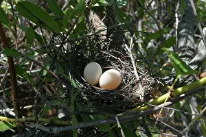 Geopelia: Peaceful Dove nest - With eggs
