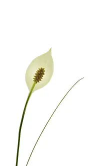 Spathiphyllum: Peacelily