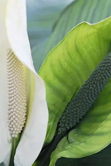 Spathiphyllum: Peacelily