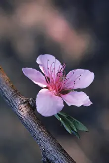 Peach: Peach Blossom
