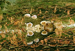 Batis: Peach Blossom MOTH