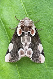 Batis: Peach Blossom Moth