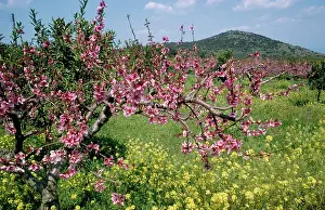Peaches: PEACH blossom - In orchard