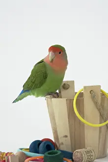 Lovebird: Peach-faced Lovebird