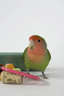 Lovebird: Peach-faced Lovebird