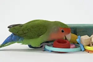 Lovebird: Peach-faced Lovebird