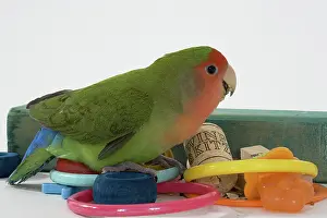 Lovebird: Peach-faced Lovebird