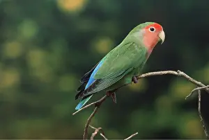 Peach: PEACH-FACED LOVEBIRD
