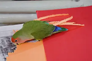 Lovebird: Peach-faced Lovebird Shredding Paper