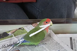 Lovebird: Peach-faced Lovebird Shredding Paper