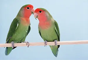 Peach: PEACH-FACED LOVEBIRD - x two, on perch