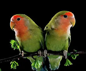 Lovebird: Peach-Faced LOVEBIRDS - two