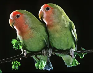 Peach: PEACH-FACED LOVEBIRDS - x two on perch