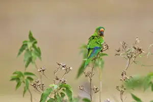 Aratinga: Peach-fronted Parakeet