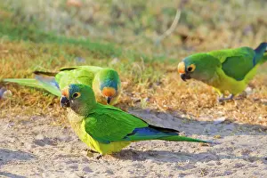 Aratinga: Peach-fronted Parakeet