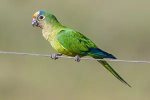 Parakeet: Peach-fronted Parakeet (Eupsittula aurea) on a