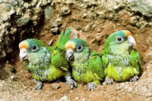 Peach: Peach-fronted Parrot fledglings