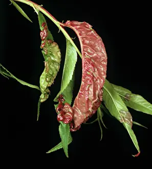 Peach: Peach leaf curl