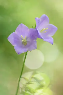 Campanula: Peach-leaved Bellflower