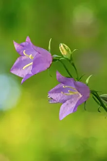 Bell: Peach-leaved bellflower - bell-shaped blossoms of a peach-le