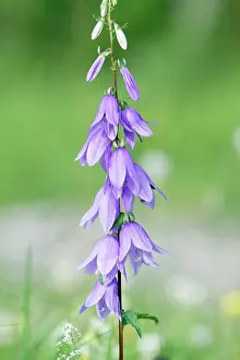 Campanula: Peach-leaved Bellflower - flowering stalk